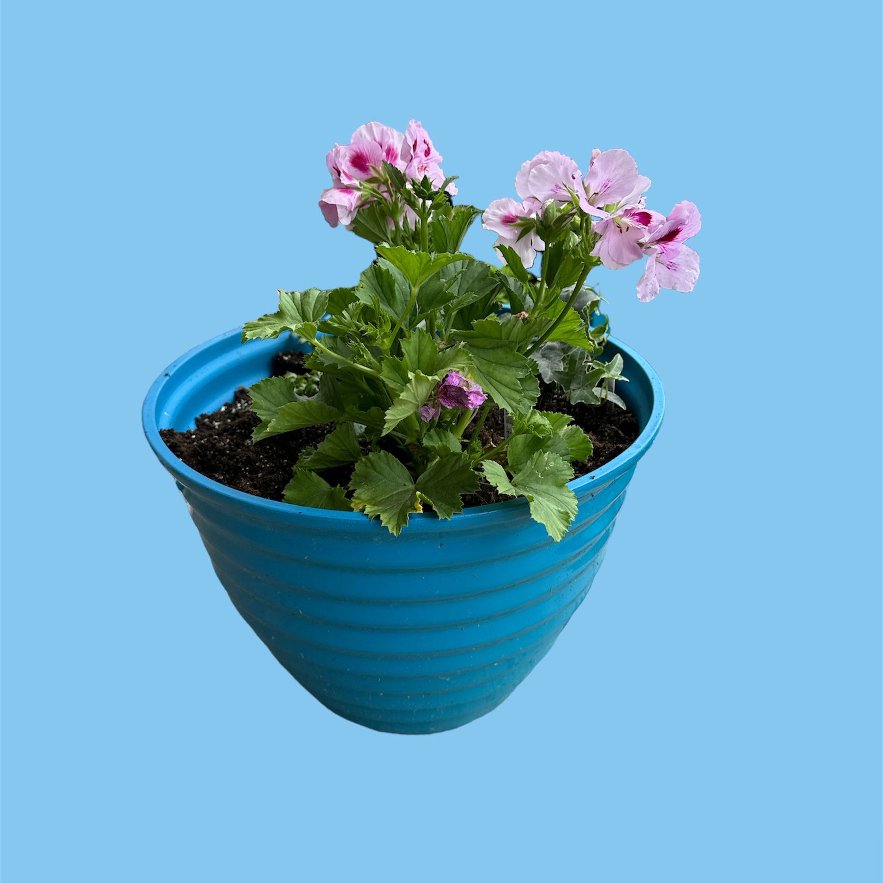 Potted Sweet Scented Geranium with green leaves and pink flowers in a blue pot.