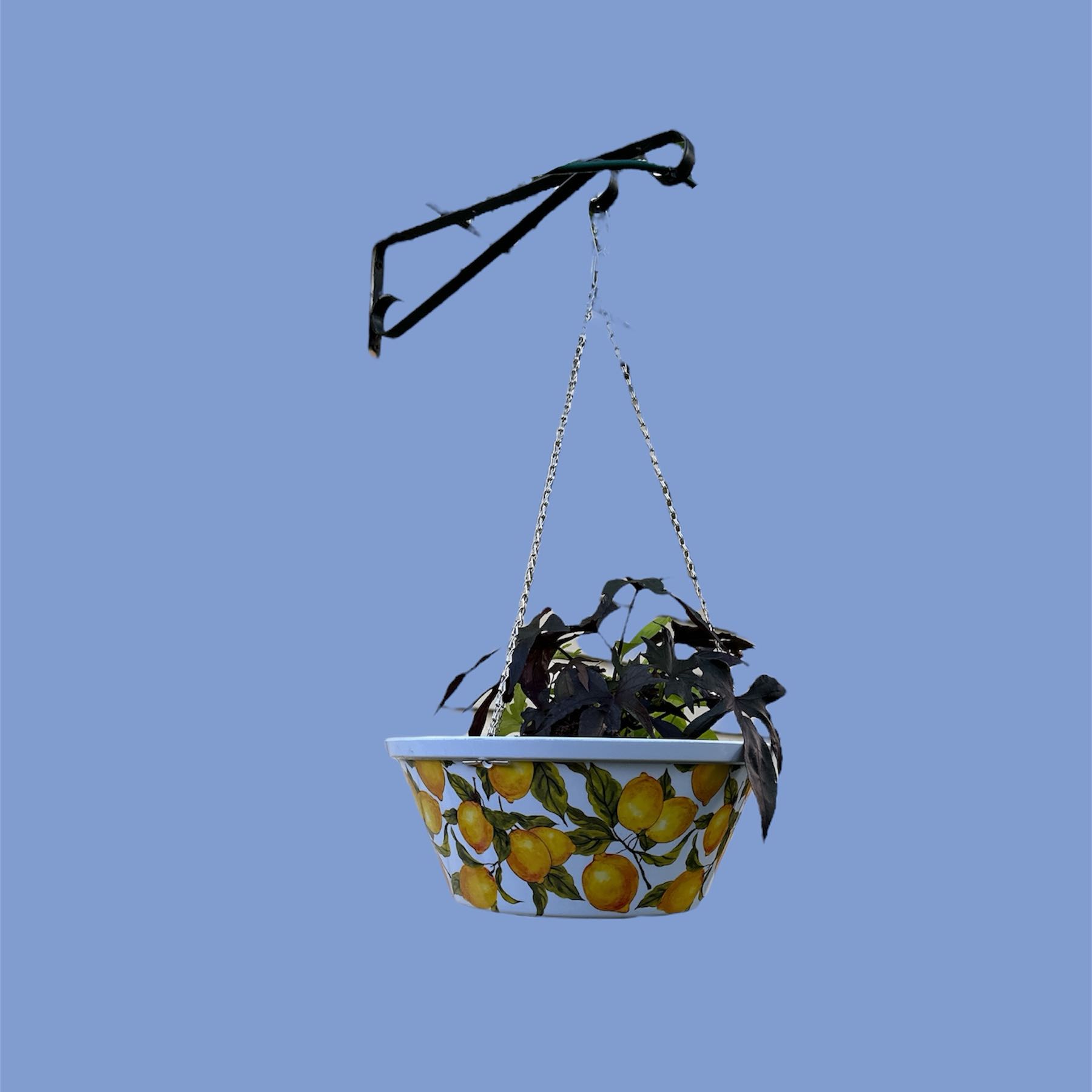 Healthy sweet potato vine in a lemon-print pot, with chartreuse and purple foliage trailing from a hanger against a blue sky.