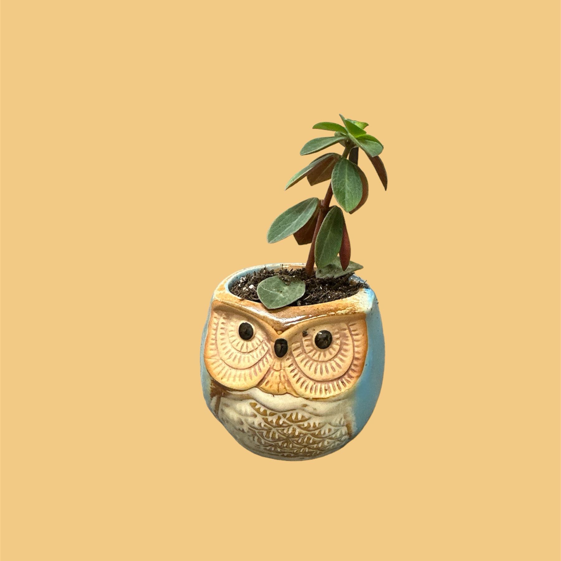 Peperomia Red Log plant in an owl-shaped pot on a plain background.