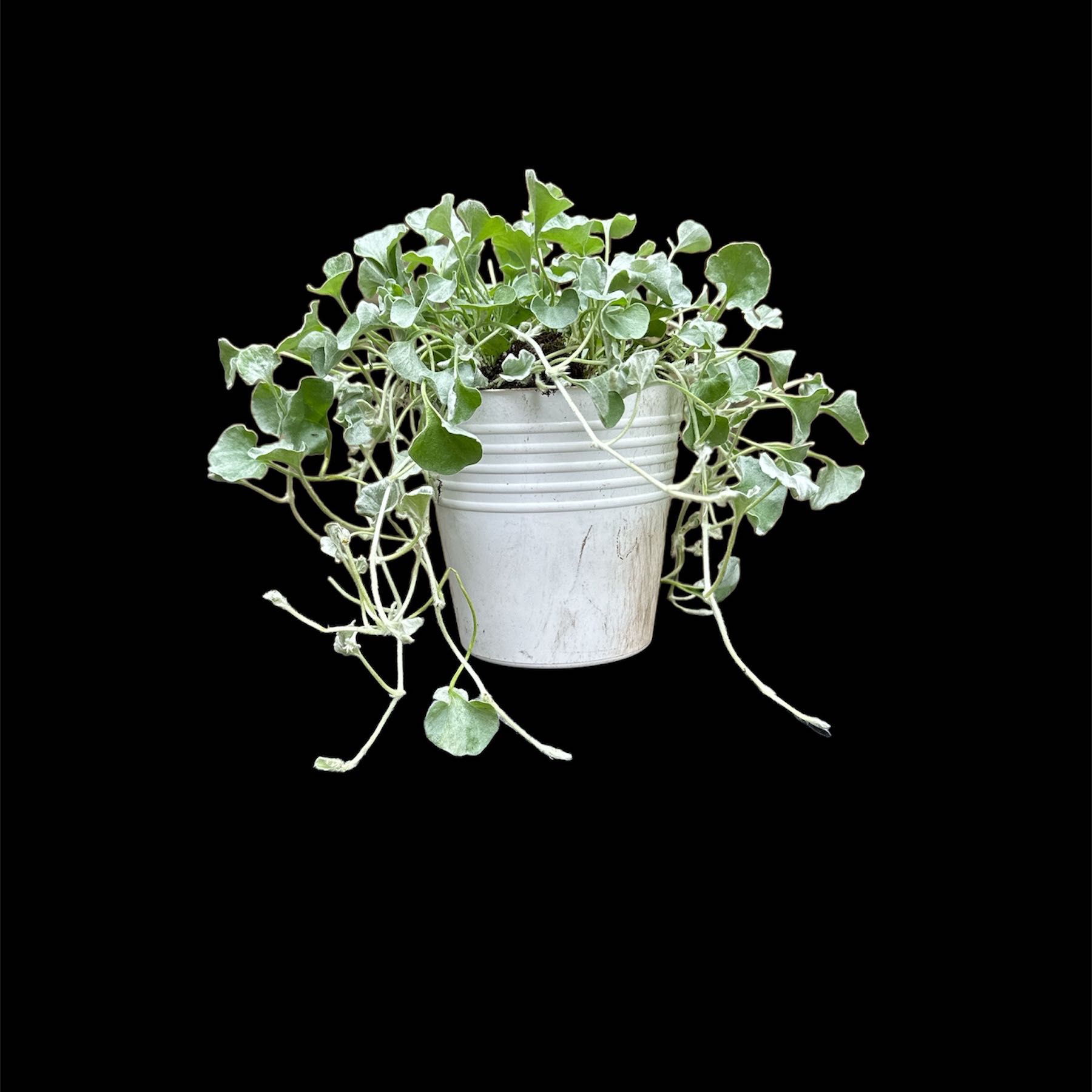 Silver Ponysfoot plant in a white pot against a black background, with green leaves and trailing stems.