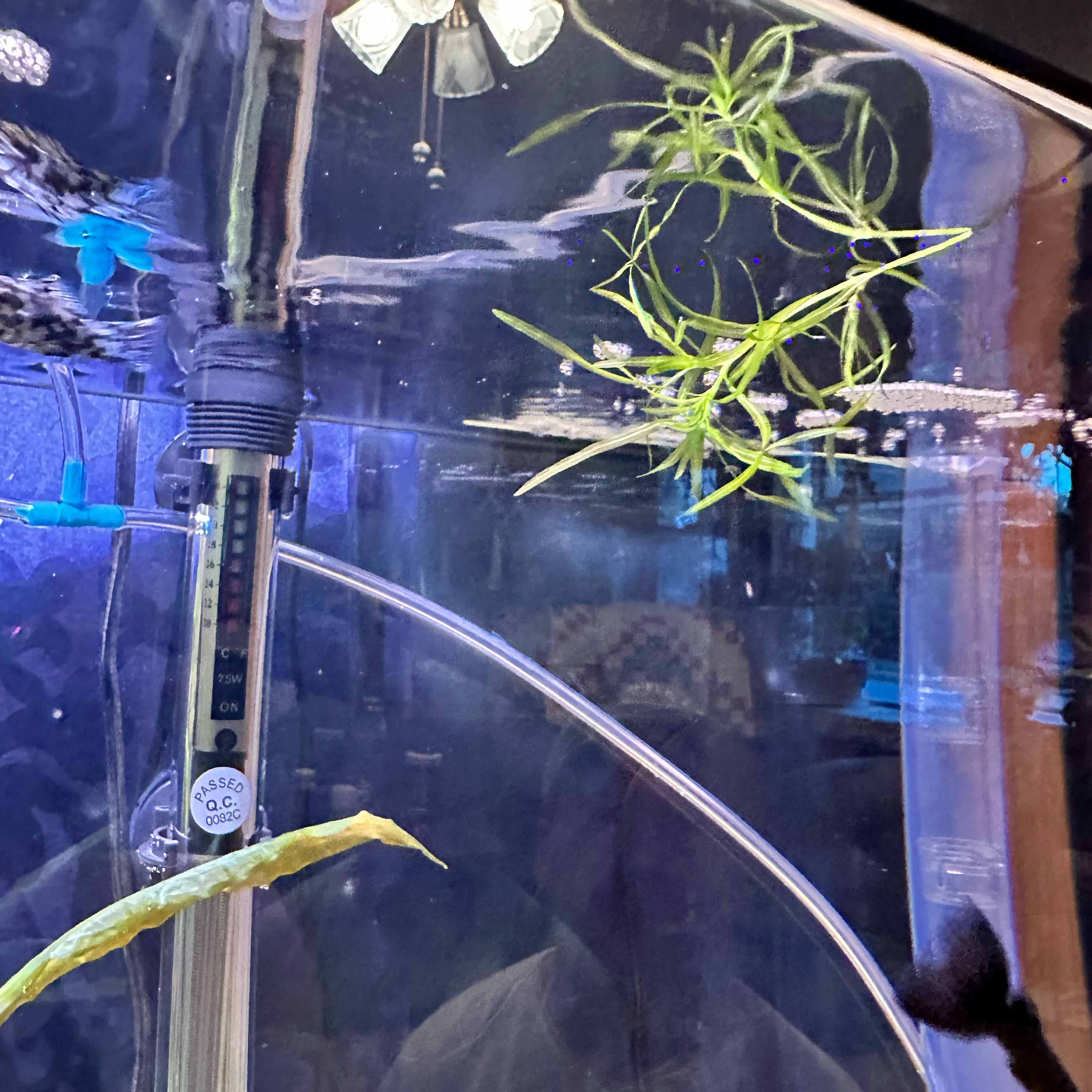 Plant care for American Pondweed on Greg, the plant care app