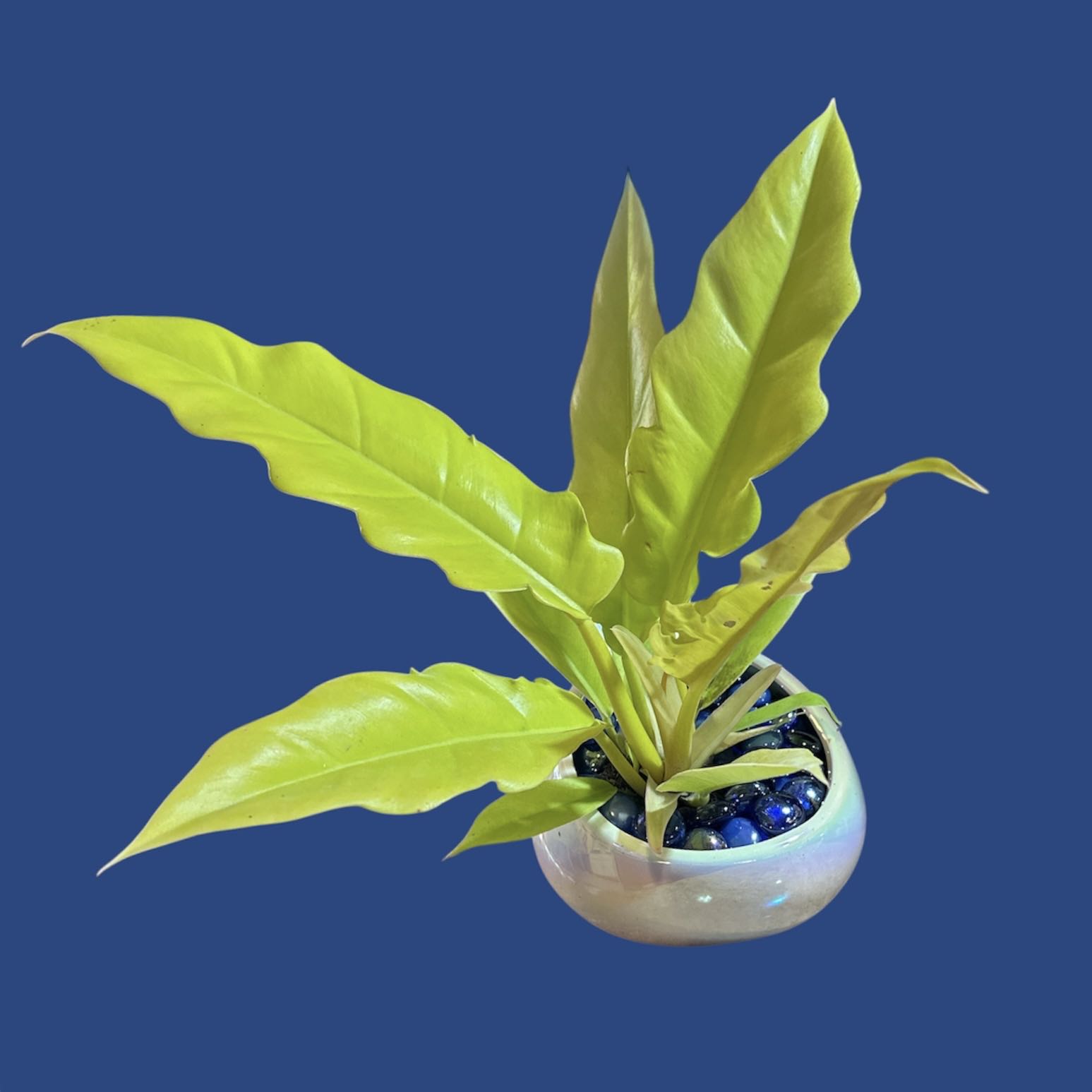 Photo of the plant species Golden croc by @GatherandGrow named Brutus on Greg, the plant care app