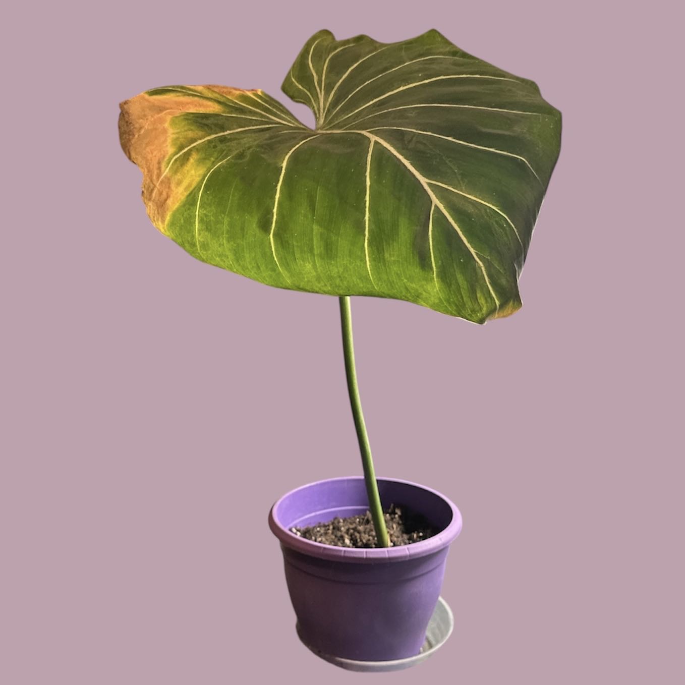 Photo of the plant species Philodendron Gloriosum Zebra by @GatherandGrow named Summer on Greg, the plant care app