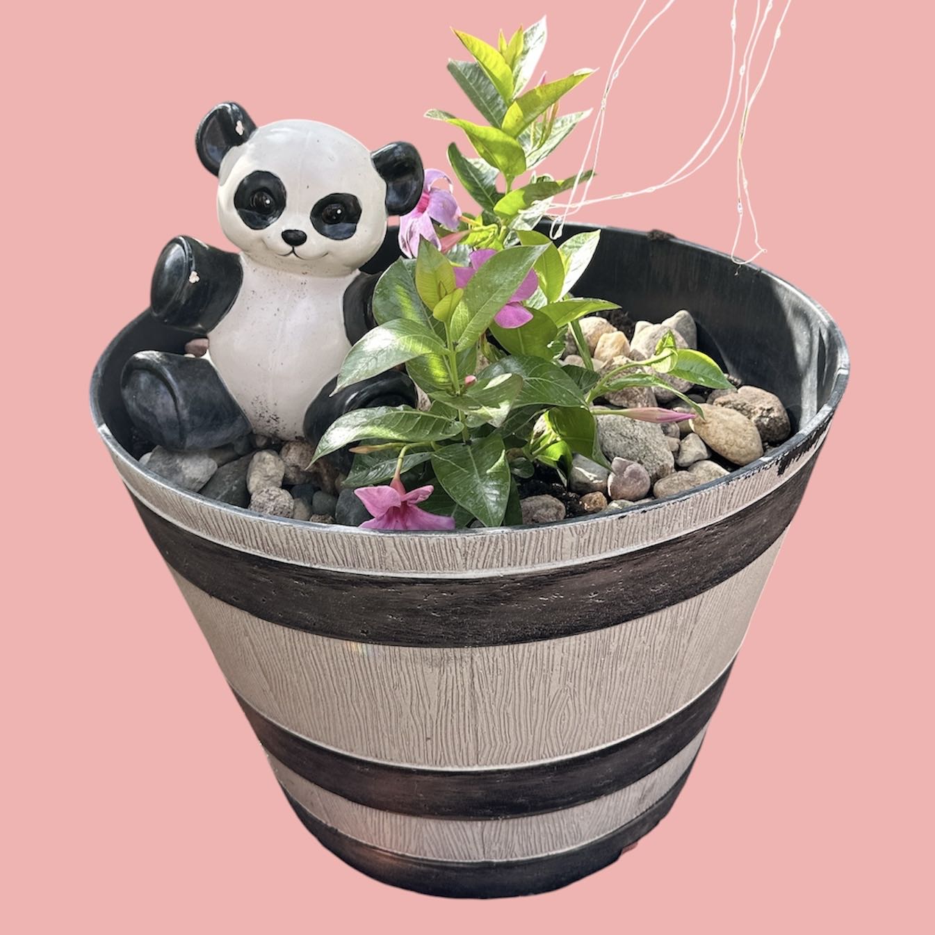 Photo of the plant species Dipladenia 'Rio' by @GatherandGrow named Diva on Greg, the plant care app