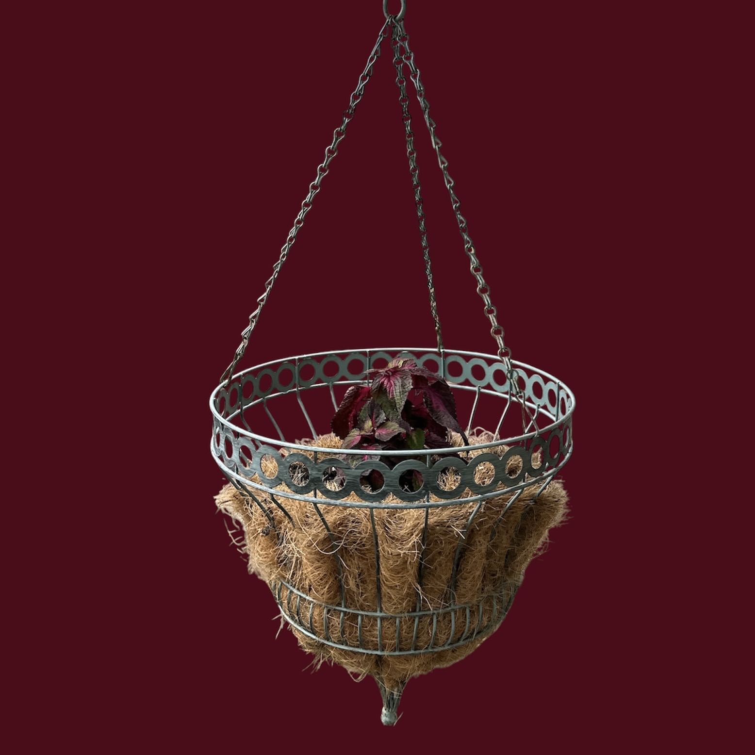 Photo of the plant species Magilla Perilla by @GatherandGrow named Muhammad Ali on Greg, the plant care app