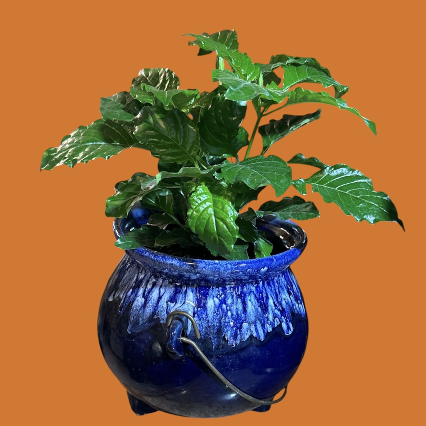 Photo of the plant species Firecracker Flower by @GatherandGrow named Cossandra on Greg, the plant care app