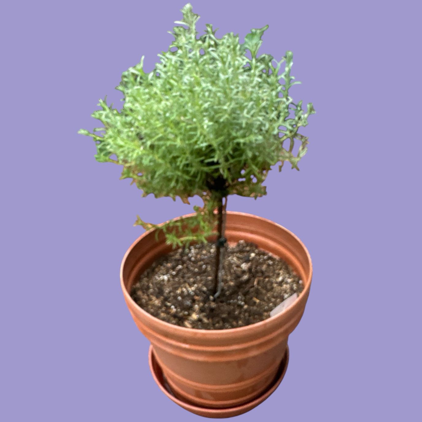 Photo of the plant species Spanish Lavendar by @GatherandGrow named Mauve on Greg, the plant care app