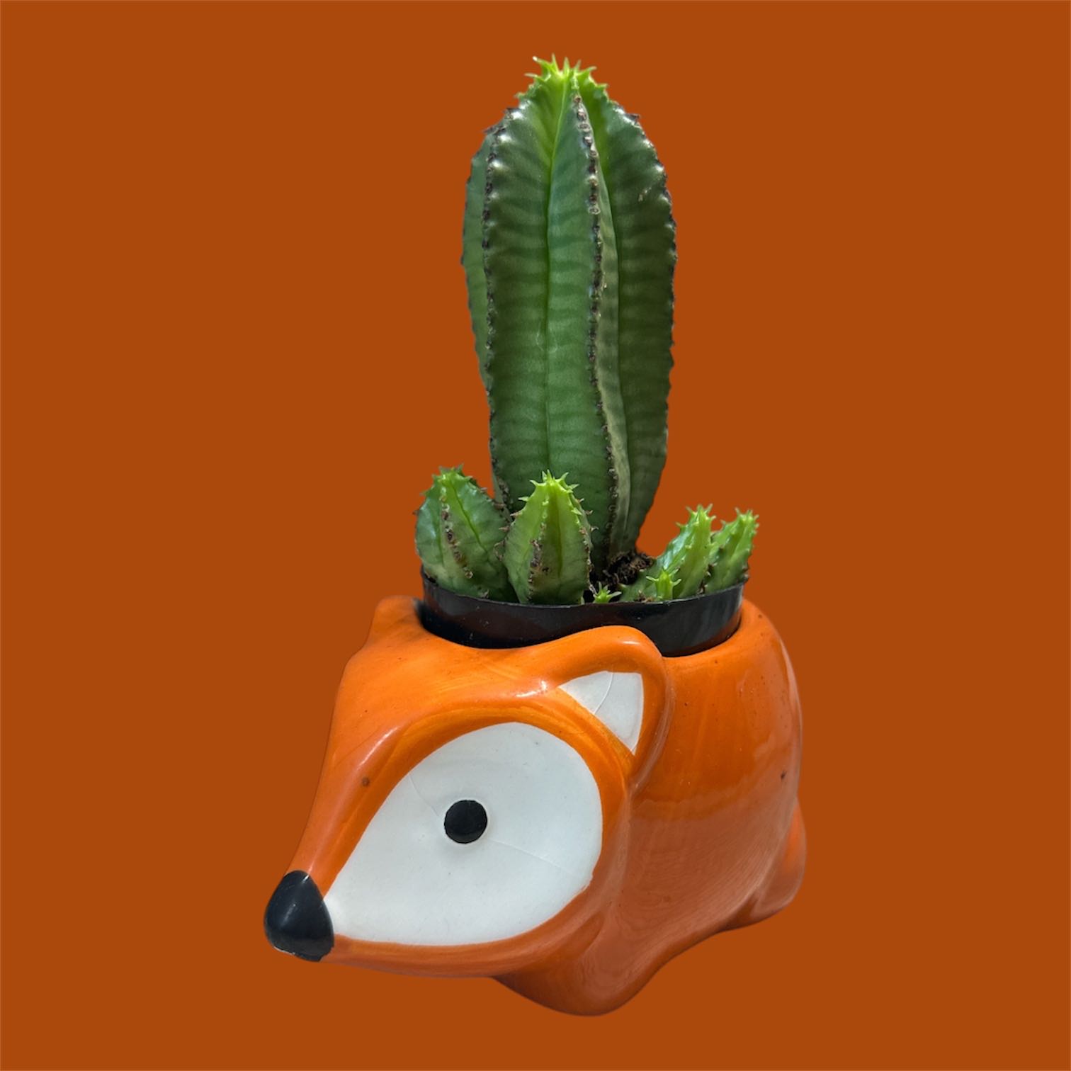 Photo of the plant species African Milk Barrel by @GatherandGrow named Felix on Greg, the plant care app