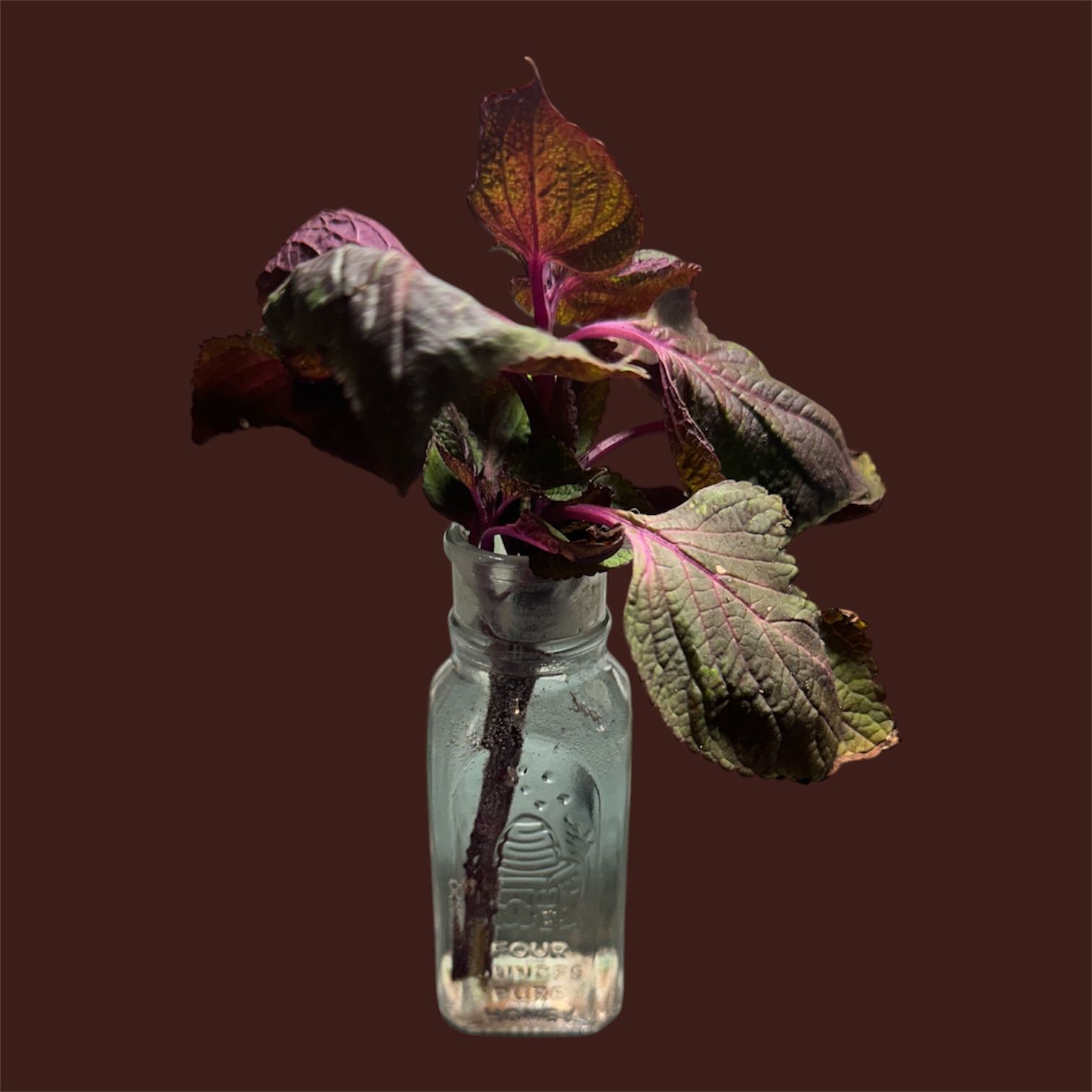 Photo of the plant species Magilla Perilla by @GatherandGrow named Doja Cat on Greg, the plant care app