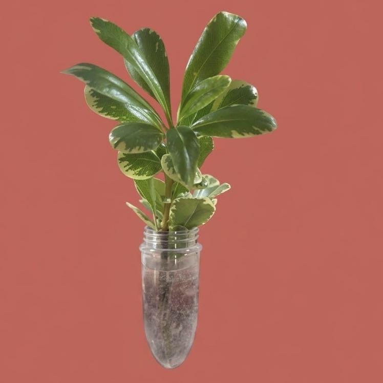 Photo of the plant species Scaevola Taccada by @GatherandGrow named Captain Plant-it on Greg, the plant care app