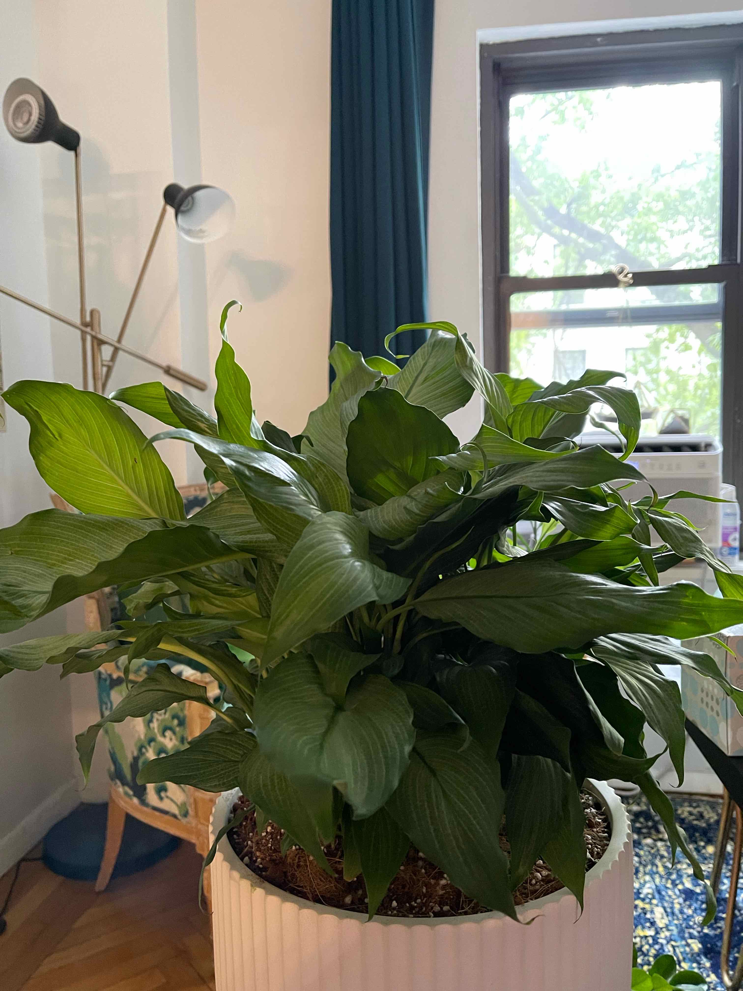 Healthy Platinum Mist Peace Lily in a well-lit indoor setting with lush green leaves.