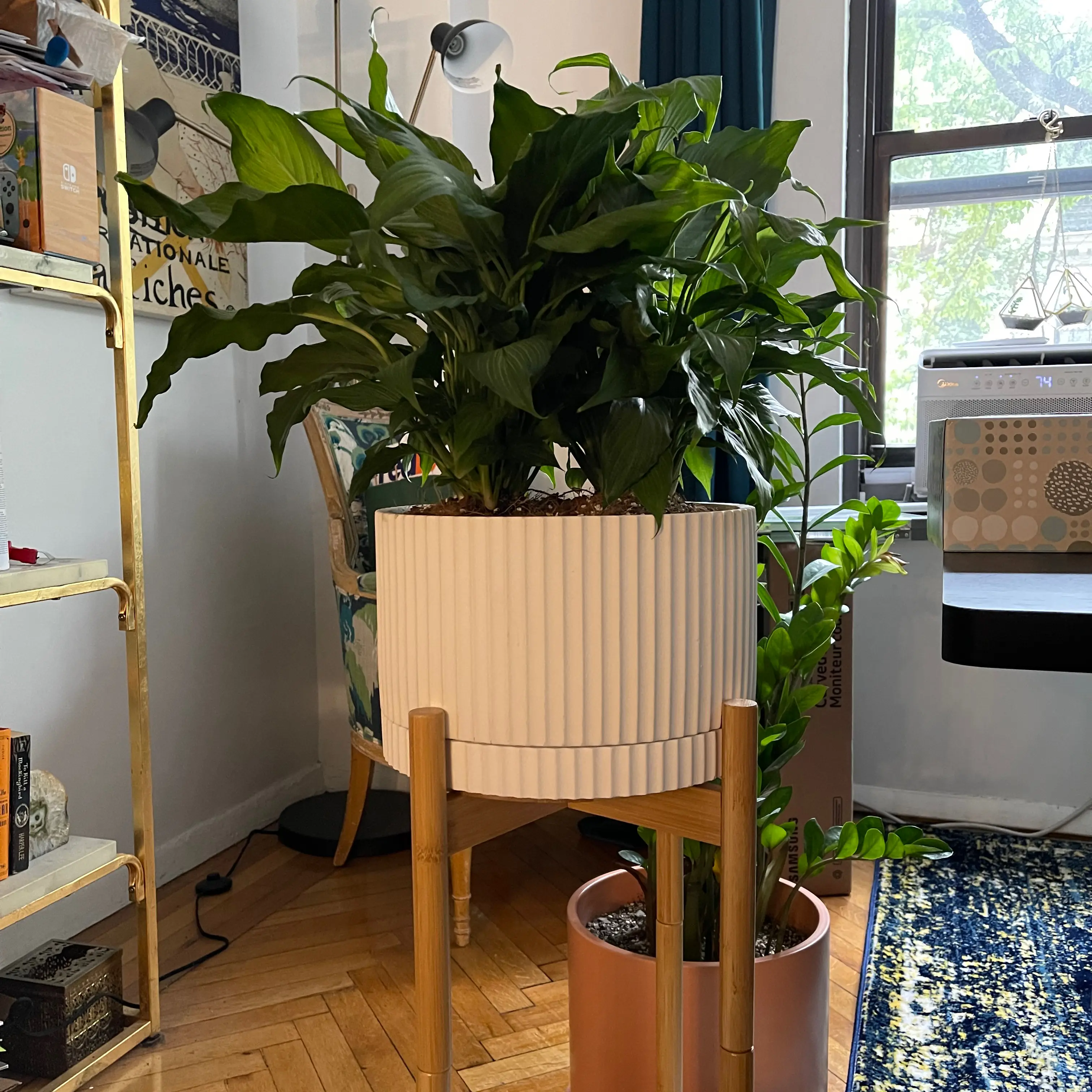 Healthy Platinum Mist Peace Lily in a well-lit indoor setting, well-framed and centered.