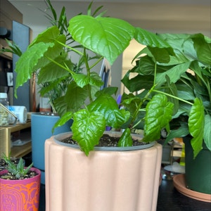 Ficus umbellata plant photo by @vavavivacious named Eurydice on Greg, the plant care app.