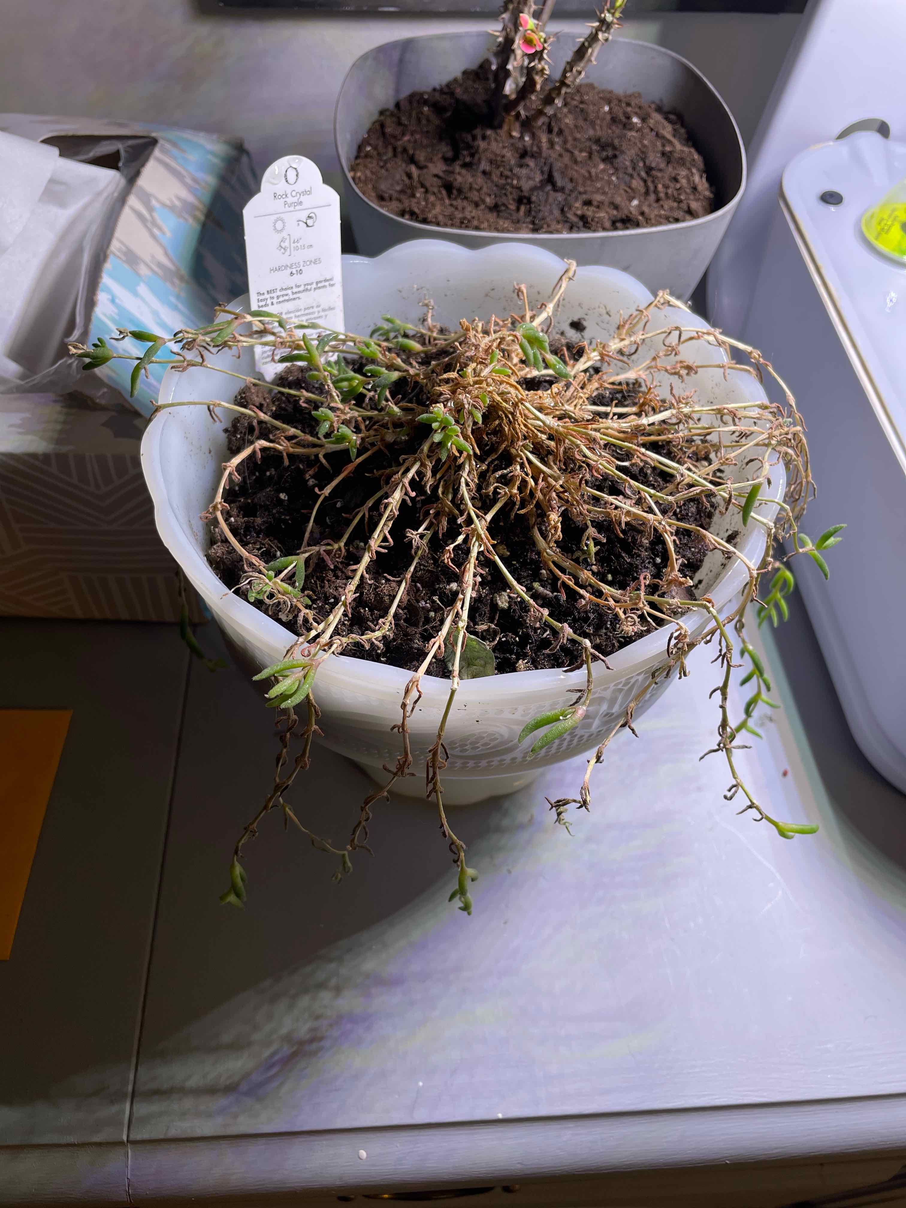 Potted Purple Ice Plant with sparse, thin stems and minimal foliage, showing signs of poor health.