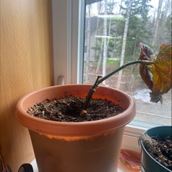 Polka Dot Begonia plant
