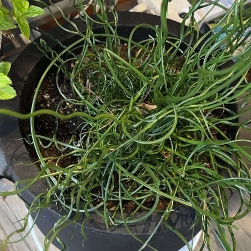 Photo of the plant species Corkscrew rush by @ChirpyPhalsa named Corkscrew on Greg, the plant care app