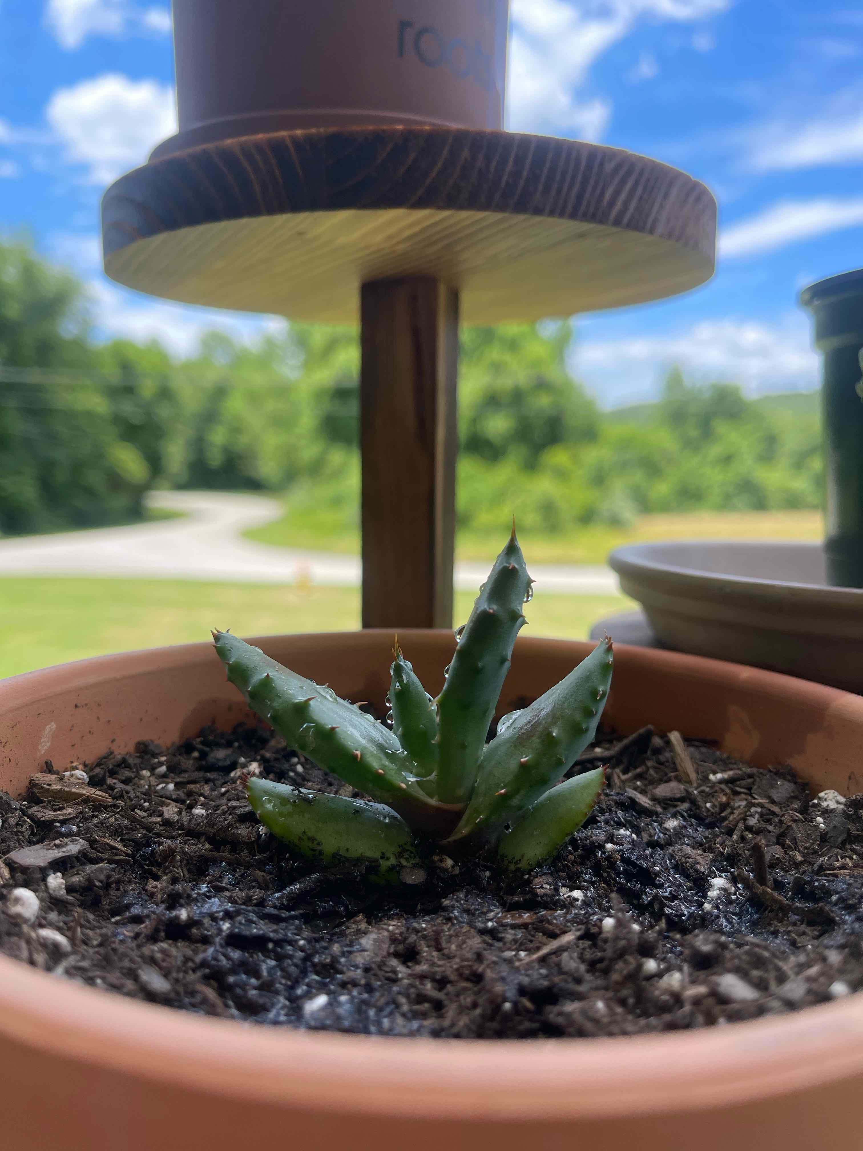 Cape Aloe plant photo by @poisonivywannab named Apollo on Greg, the plant care app.