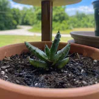 Cape Aloe plant in Rockwood, Tennessee