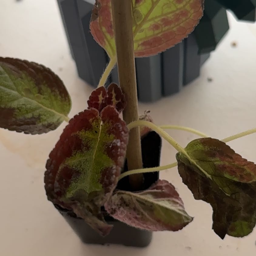 Photo of the plant species Episcia 'Pink Dreams' by @poisonivywannab named Bodhi on Greg, the plant care app