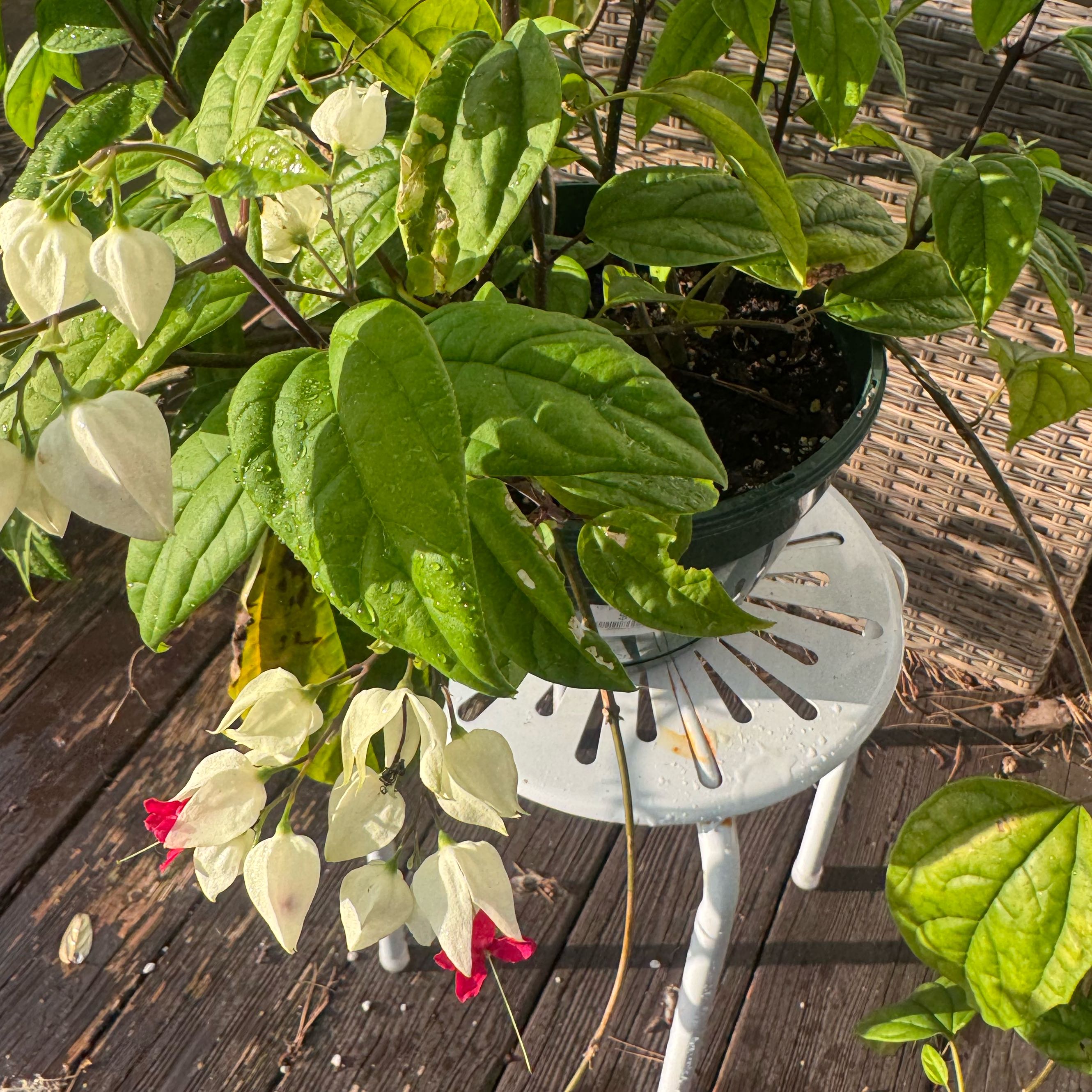 Photo of the plant species Bleeding Heart Vine by @poisonivywannab named Bella da Vinci on Greg, the plant care app