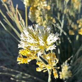 Photo of the plant species Canary Islands Candle Plant by @ShinyAster named Girlfrond on Greg, the plant care app