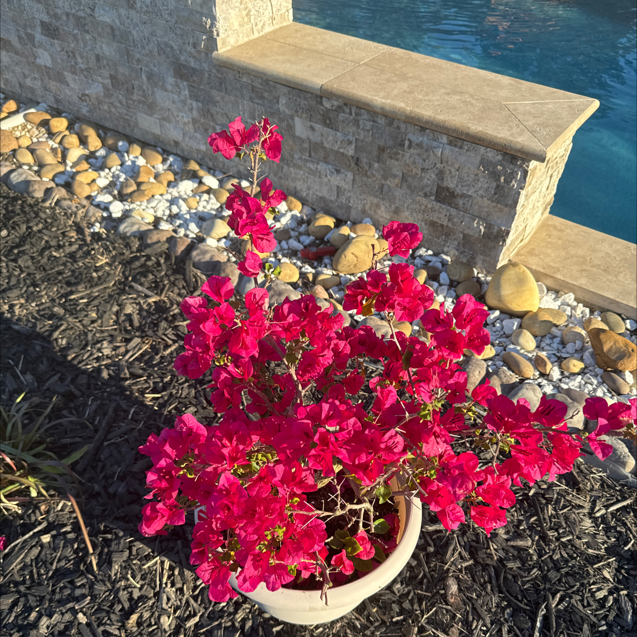 Potted Lesser Bougainvillea with vibrant pink flowers near a pool.