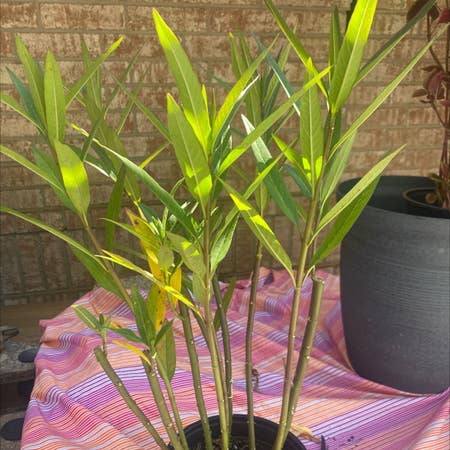 Photo of the plant species Curtiss' Milkweed by Savoryvetiver named Tree Diddy on Greg, the plant care app