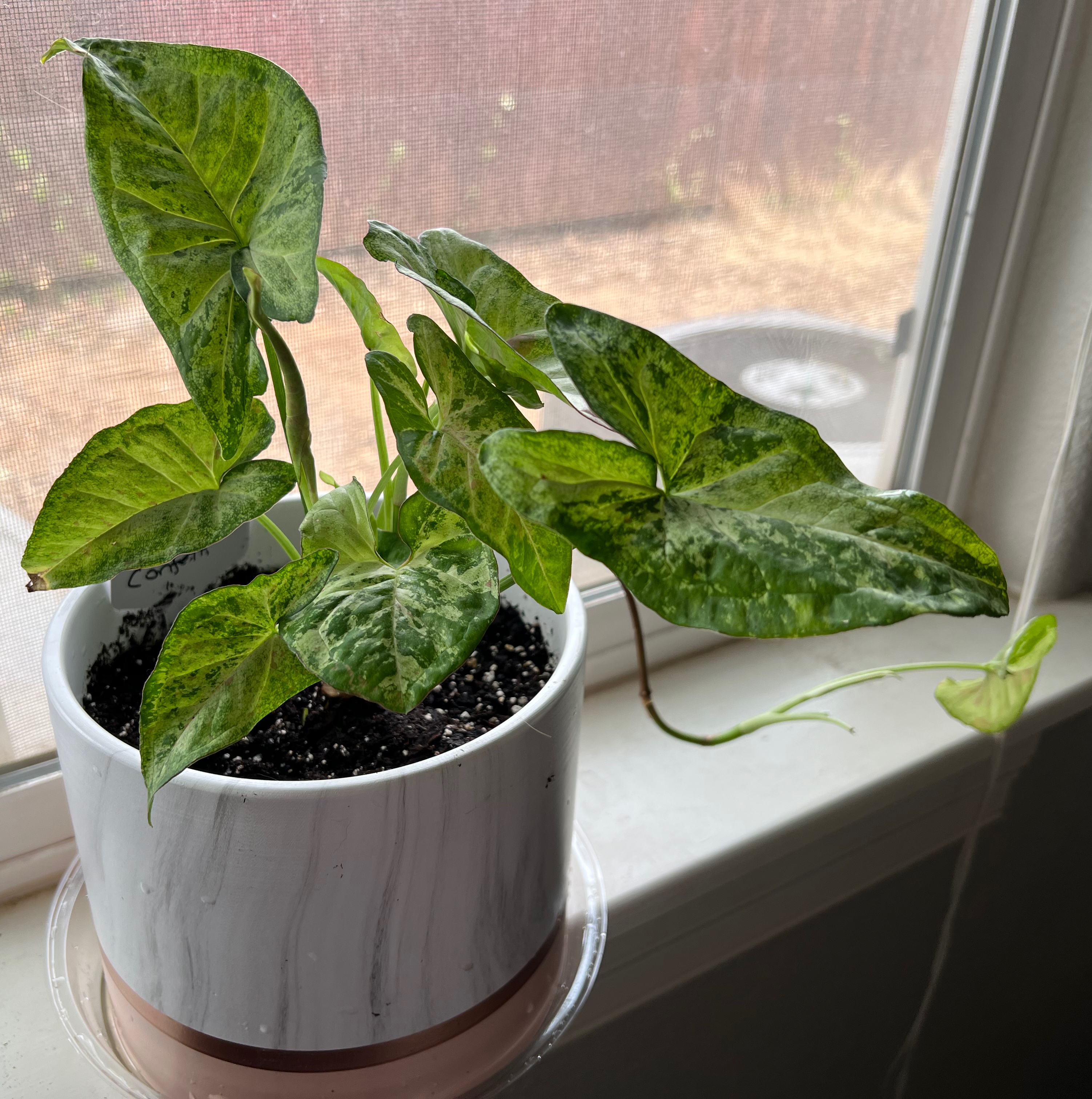 Confetti Syngonium plant in a white pot on a windowsill with visible soil.