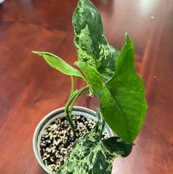 Syngonium podophyllum 'Mojito' plant
