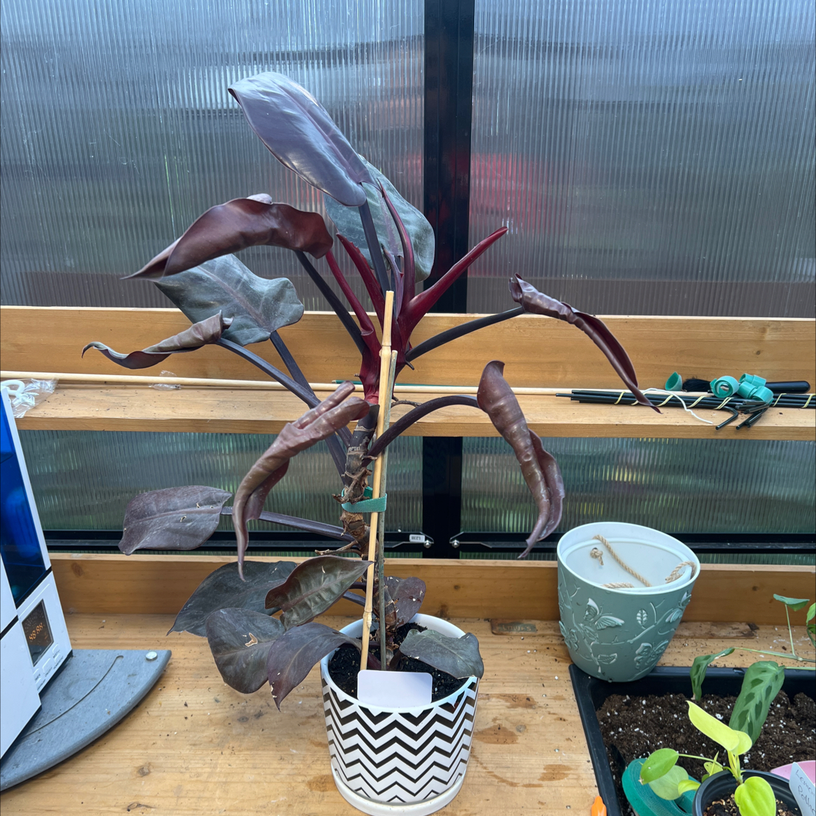 Philodendron 'Black Cardinal' plant in a pot with dark, glossy leaves, indoors on a wooden surface.