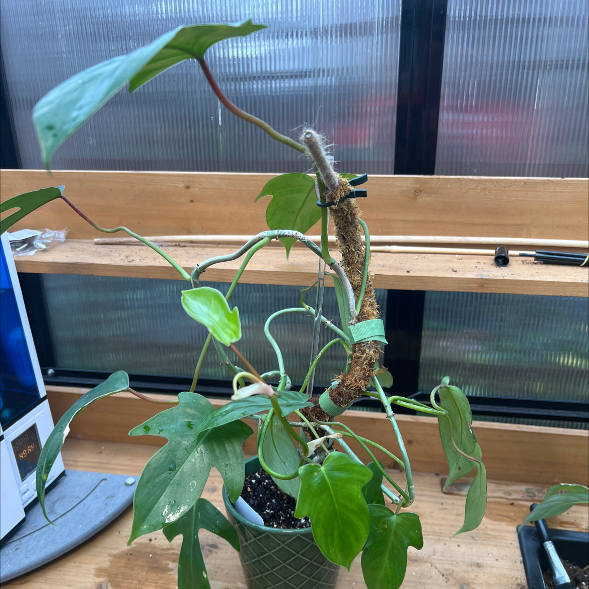 Philodendron 'Florida Beauty' plant in a pot with visible soil, well-framed and in focus.
