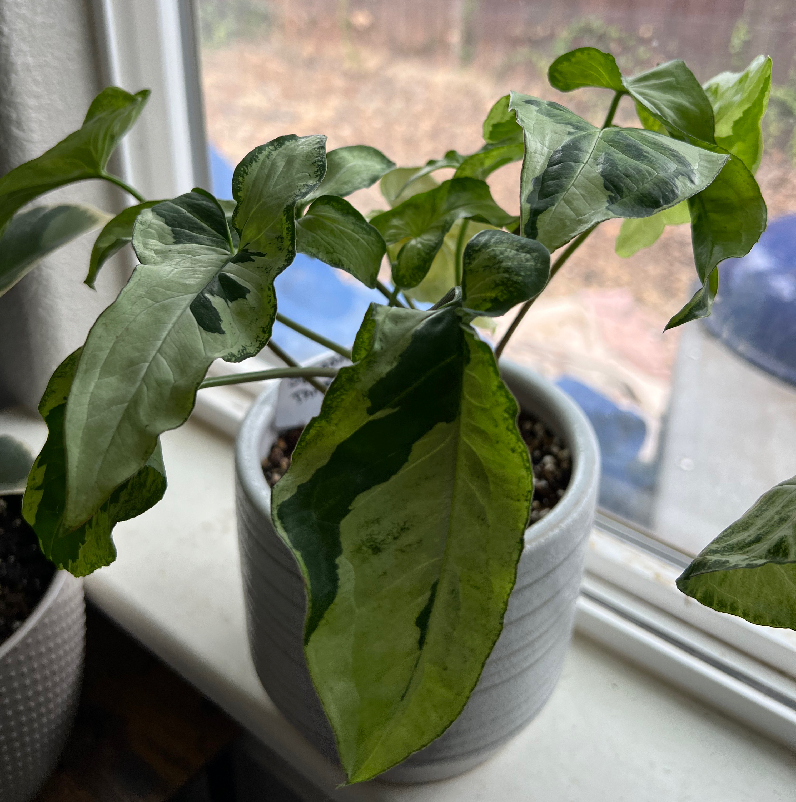 Potted Three Kings Syngonium plant on a windowsill with variegated green leaves.
