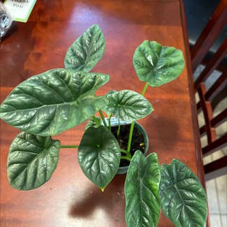 Alocasia Mirror Face plant in Somewhere on Earth