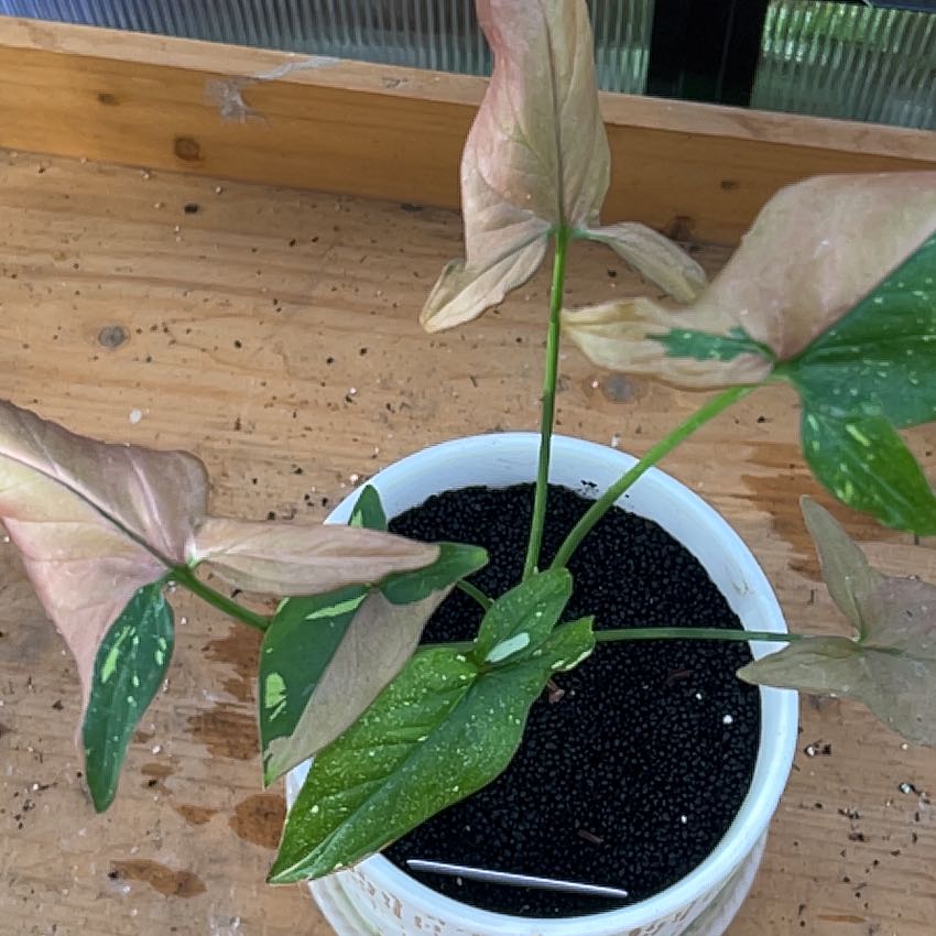 Photo of the plant species Syngonium Red Spot by @Rinne named Nemo on Greg, the plant care app