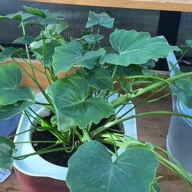 Photo of the plant species Shangri-La Philodendron by @Rinne named Doja Cat on Greg, the plant care app