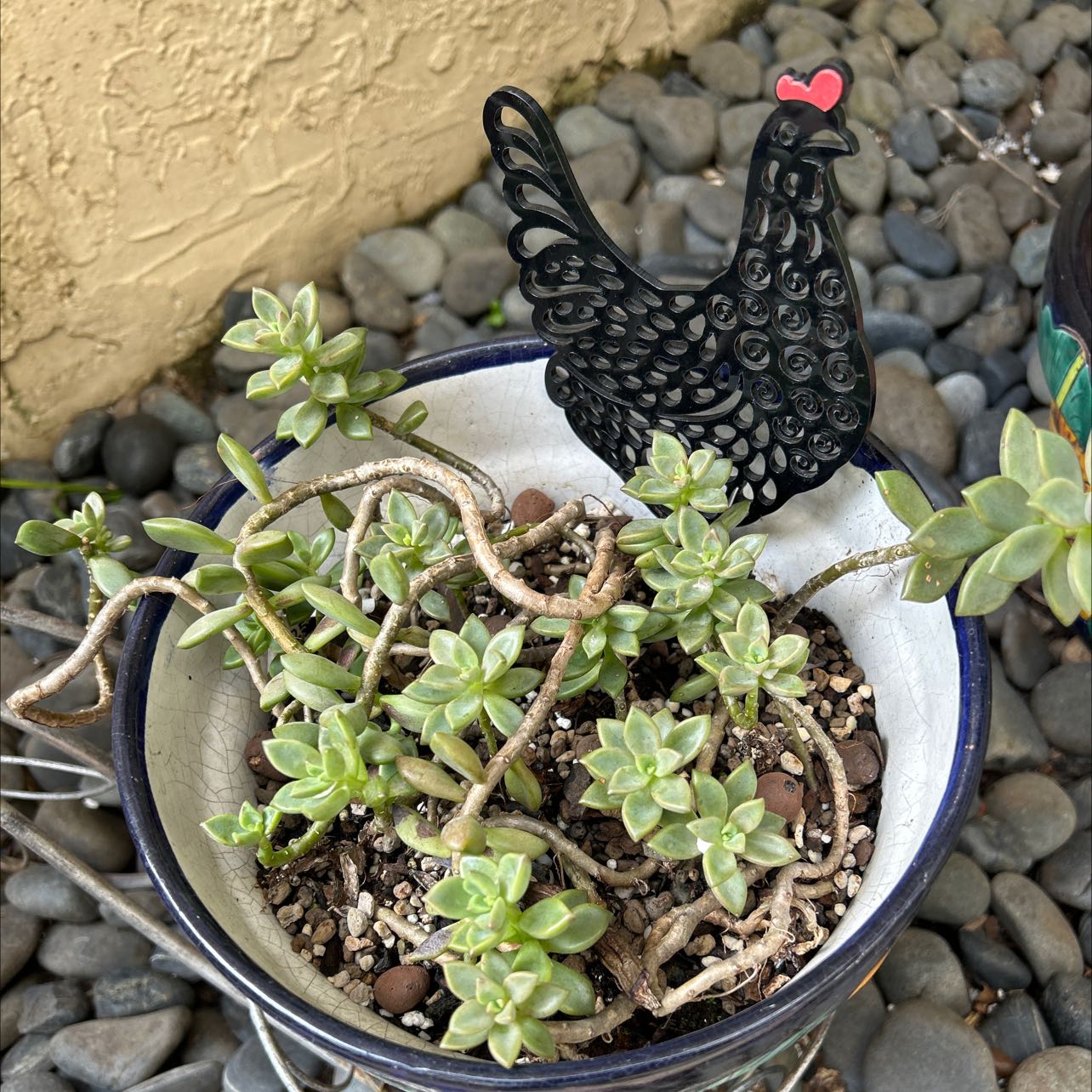Potted succulent plant with green leaves and a decorative black chicken figure.