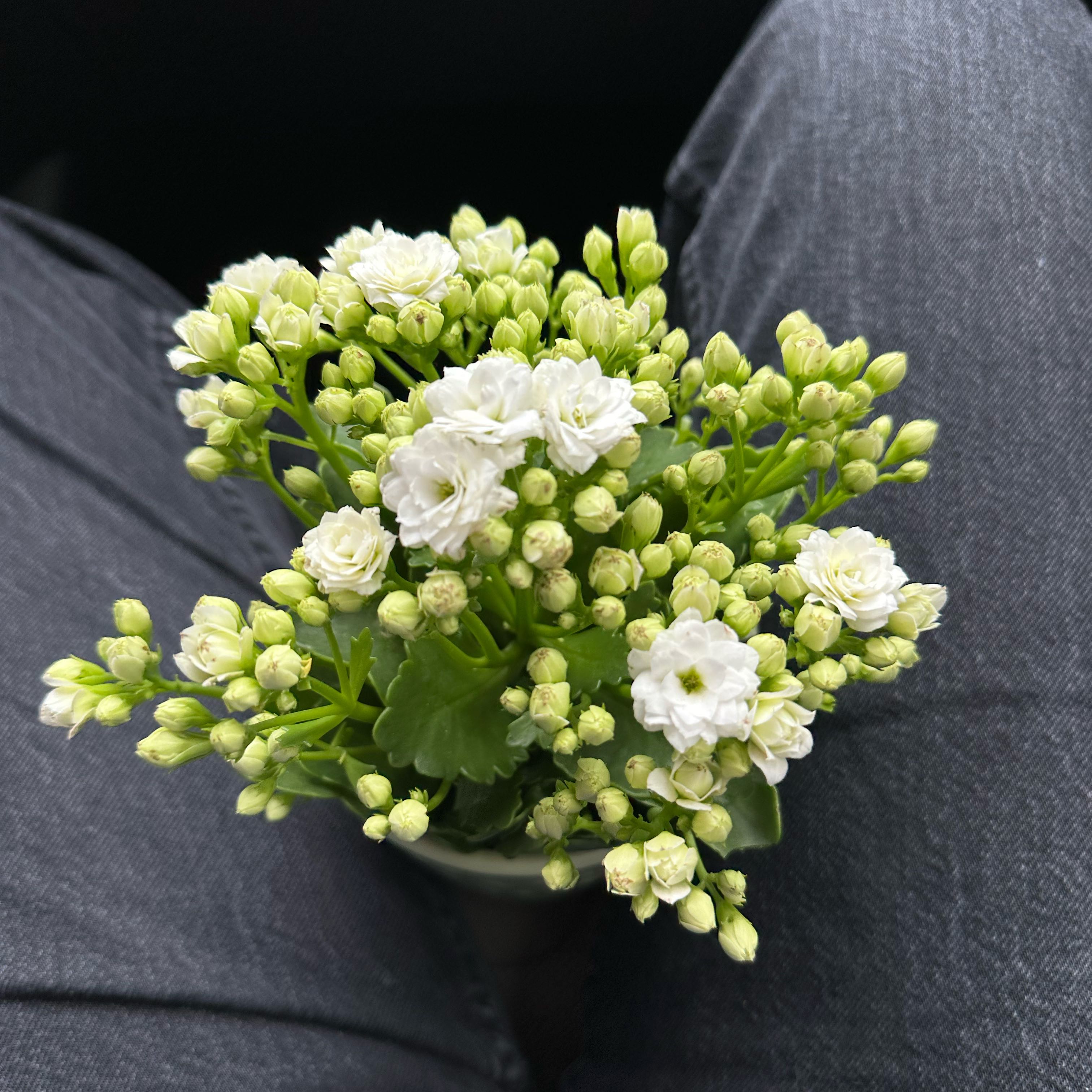 Photo of the plant species Kalanchoe 'Calandiva White' by @EthicalOrchids named Elina on Greg, the plant care app