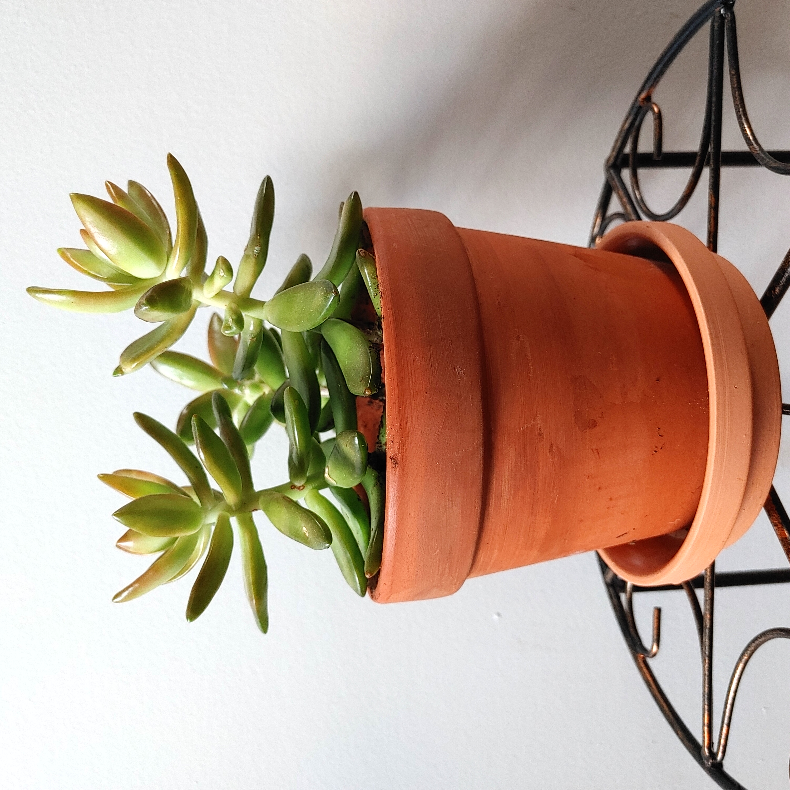 Sedum adolphi 'Sunset' plant in a terracotta pot, healthy with green leaves and yellow tips.