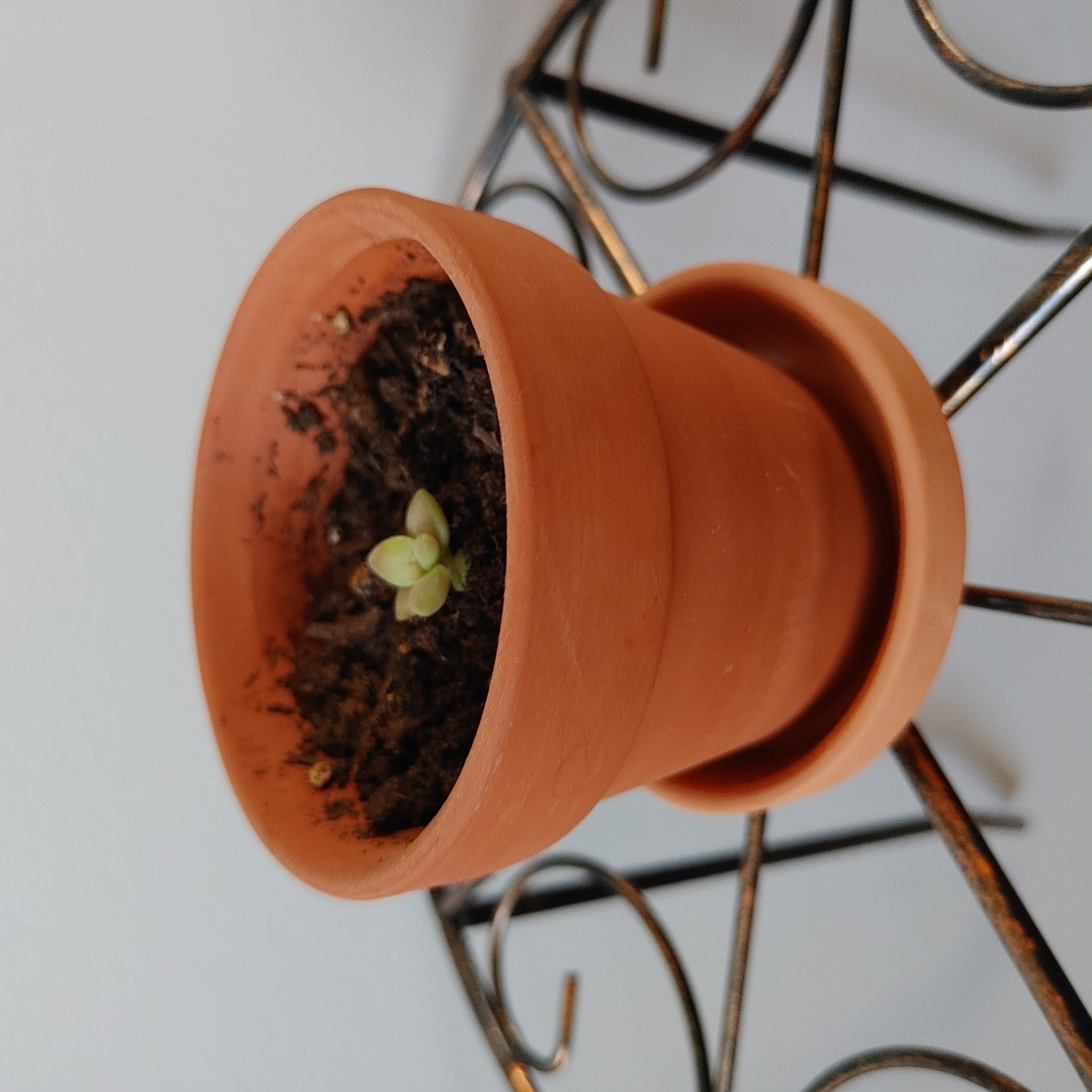 Small Sedum adolphi 'Sunset' plant in a terracotta pot with visible soil.