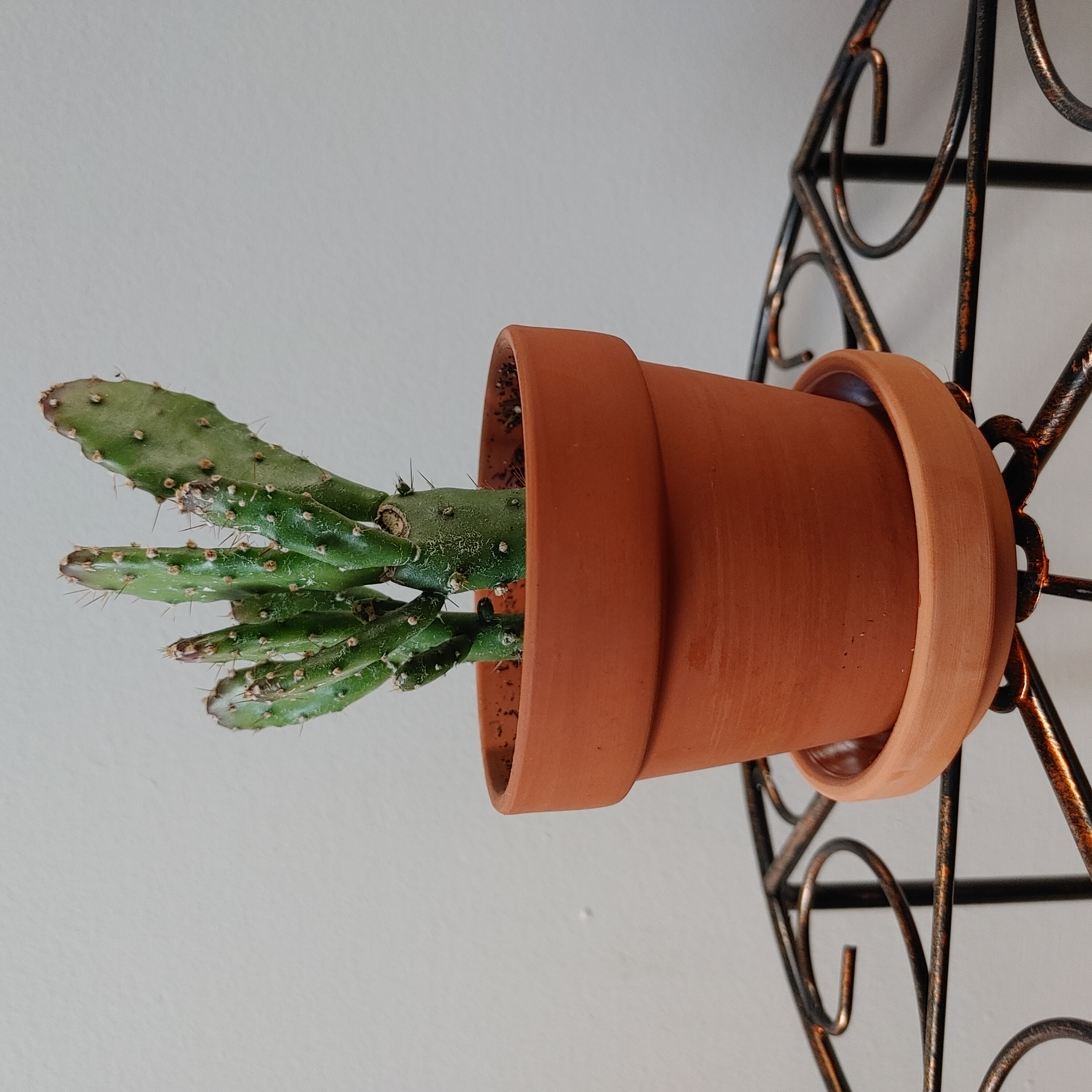 Photo of the plant species Drooping Prickly Pear by @messijessi named Maractus on Greg, the plant care app