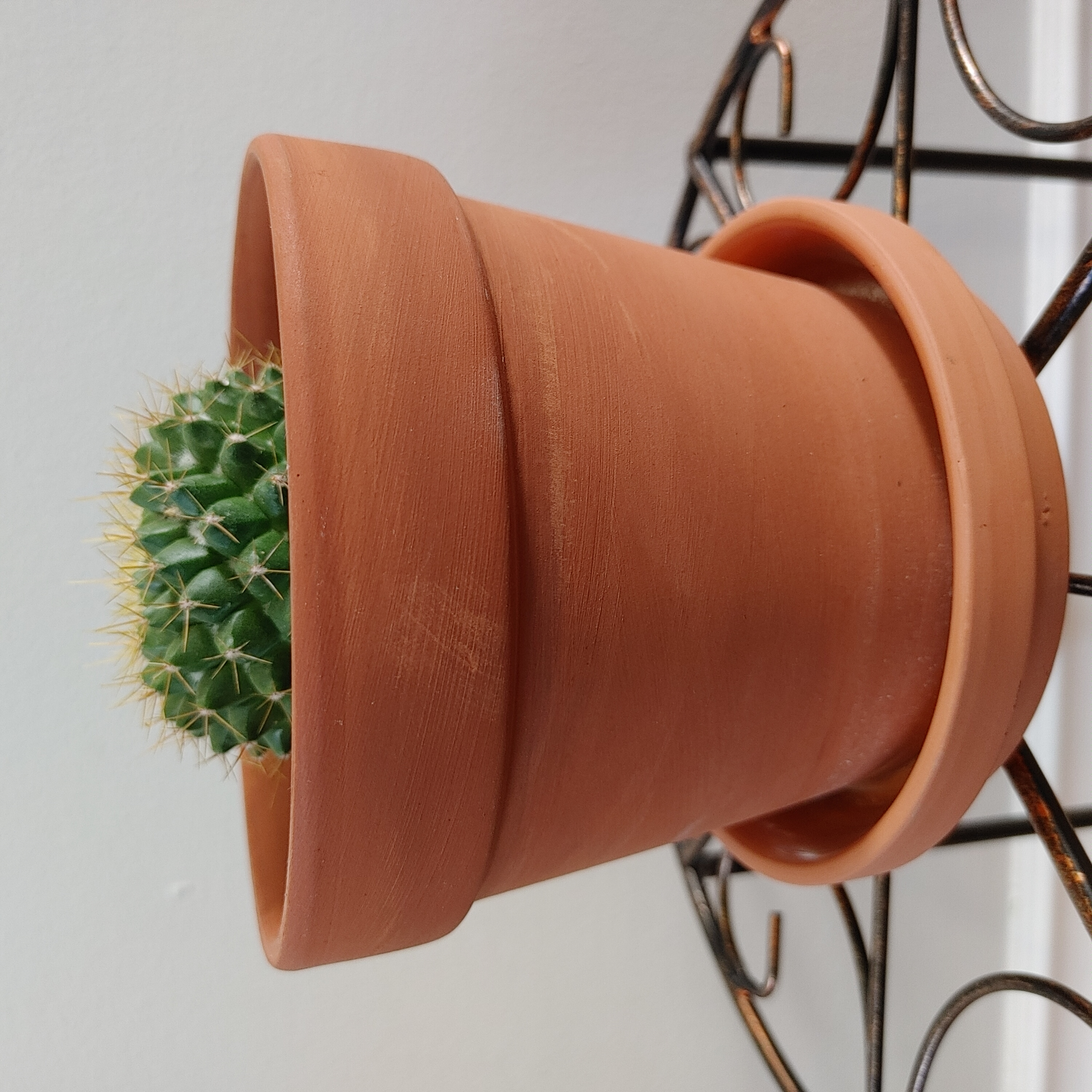 Mammillaria Formosa cactus in a terracotta pot, healthy and well-framed.