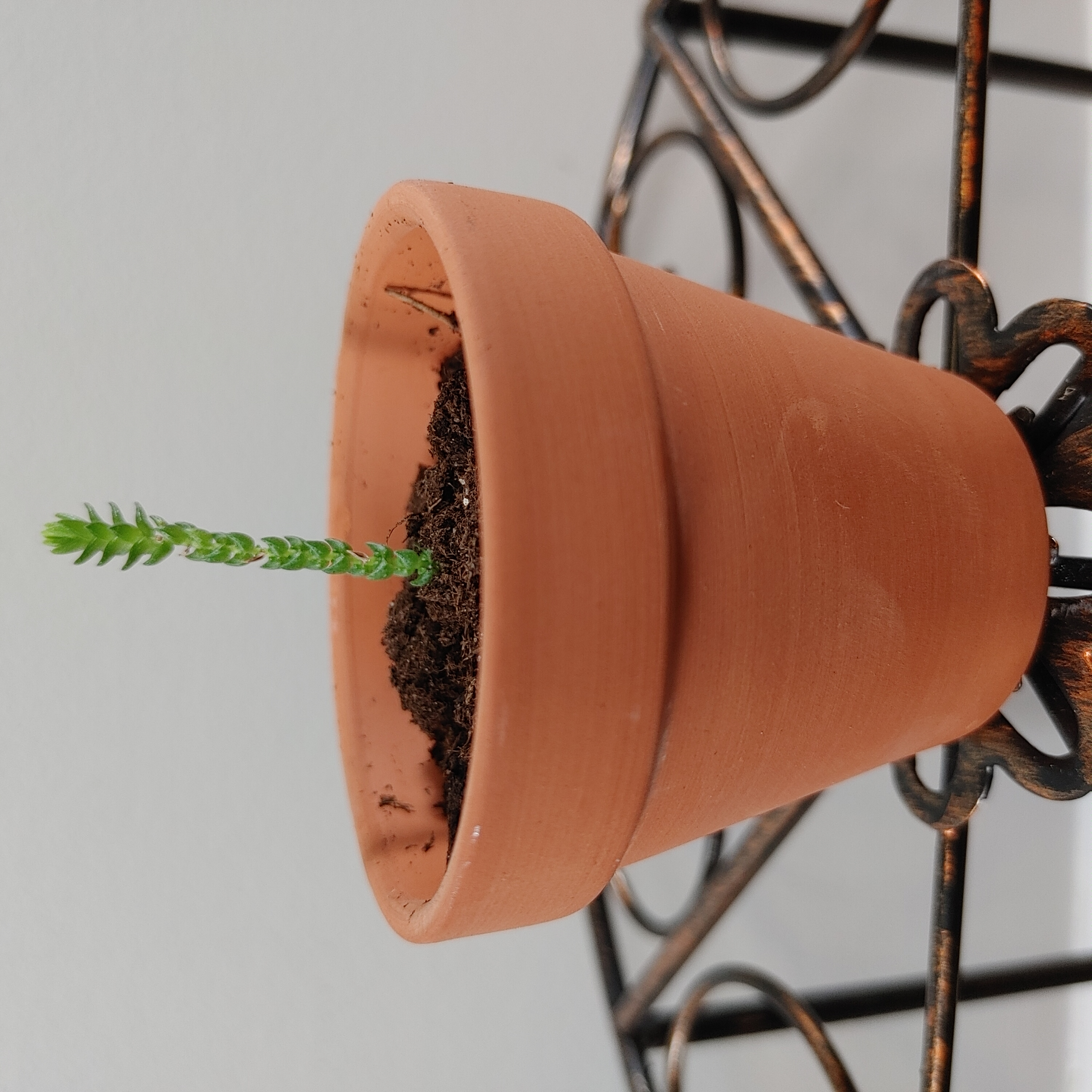 A young Pagoda Mini Jade plant in a terracotta pot with visible soil.