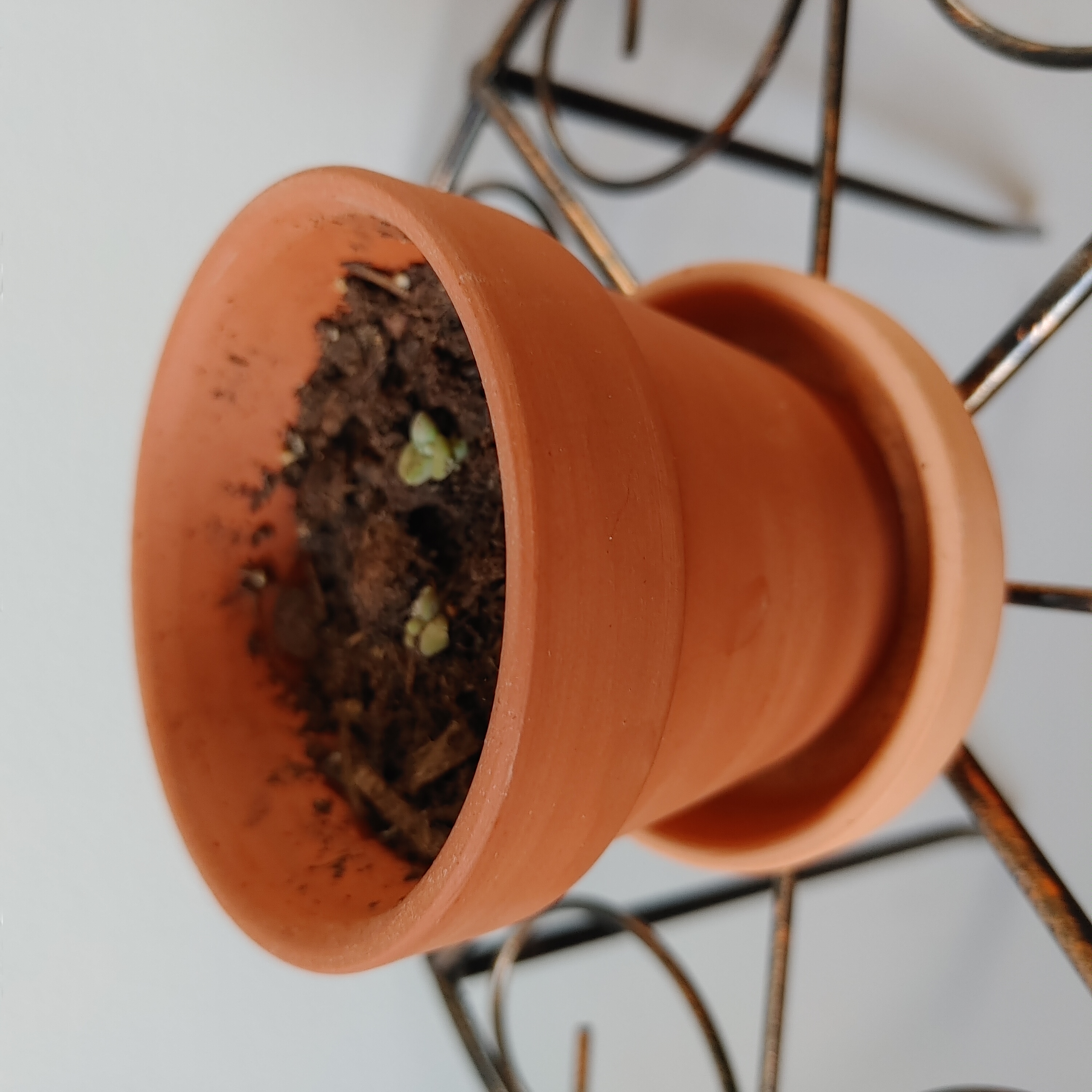 Small Sedum adolphi 'Sunset' plant in a terracotta pot with visible soil.