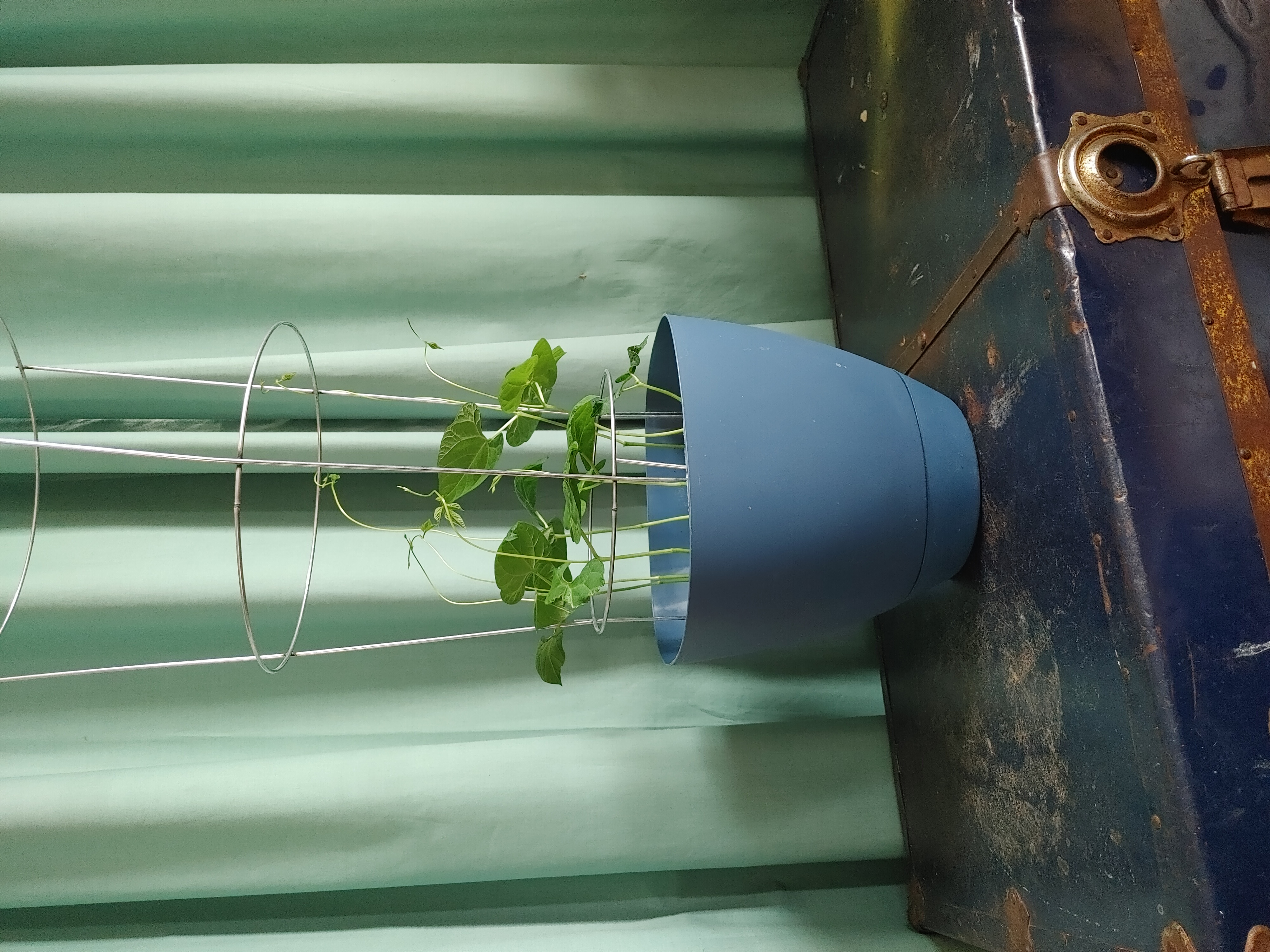 Potted green bean plant supported by a wire trellis, appears healthy.