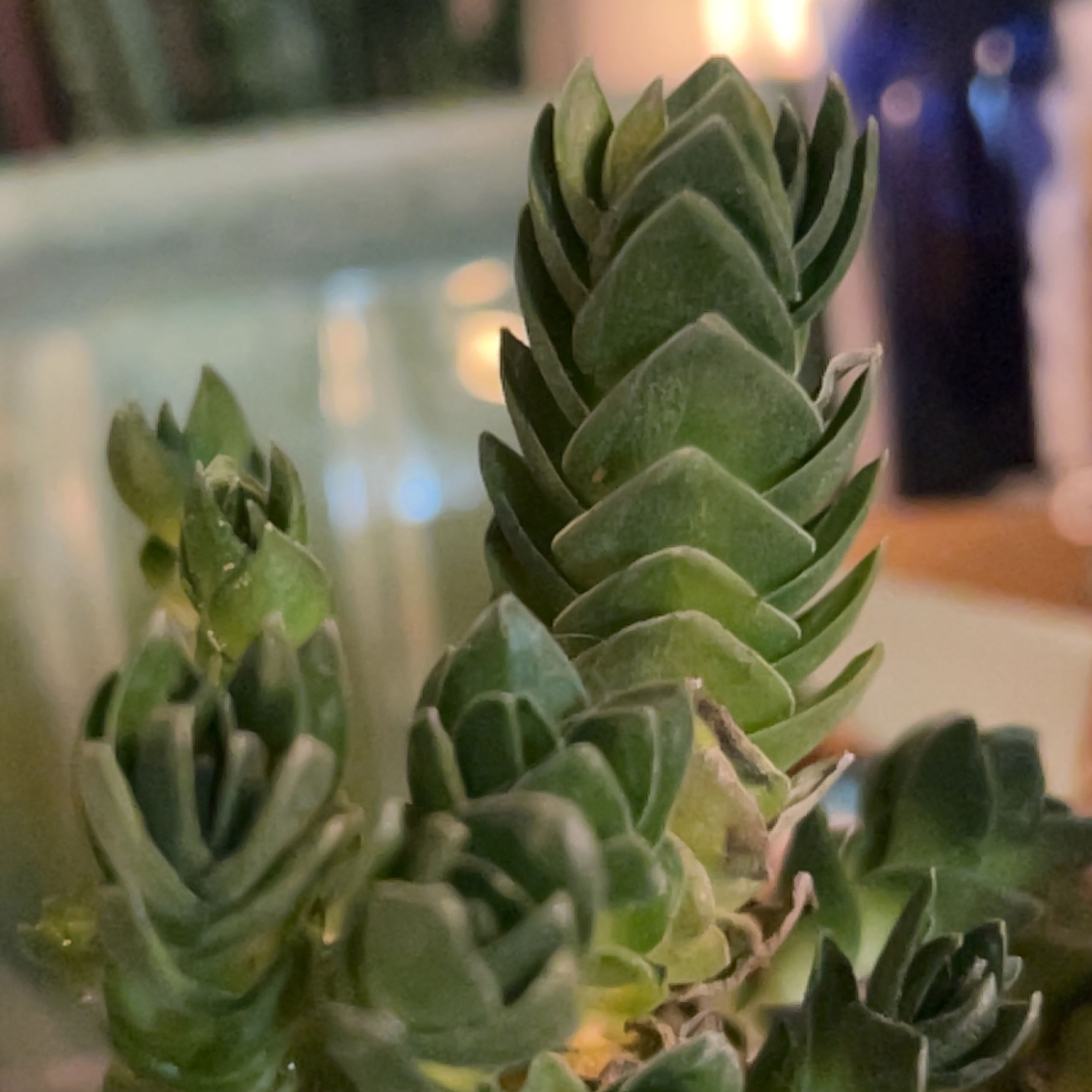 Crassula 'Buddha's Temple' plant, healthy and well-framed.