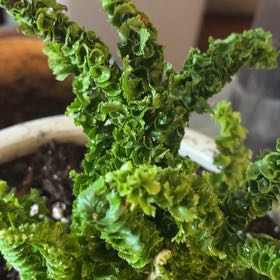 Photo of the plant species Emina Curly Boston Fern by @HolyBasilPGH named Frizzle Fern on Greg, the plant care app