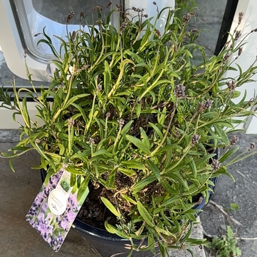 Photo of the plant species Munstead Lavender by @FullPlanera named Orlando Bloom on Greg, the plant care app
