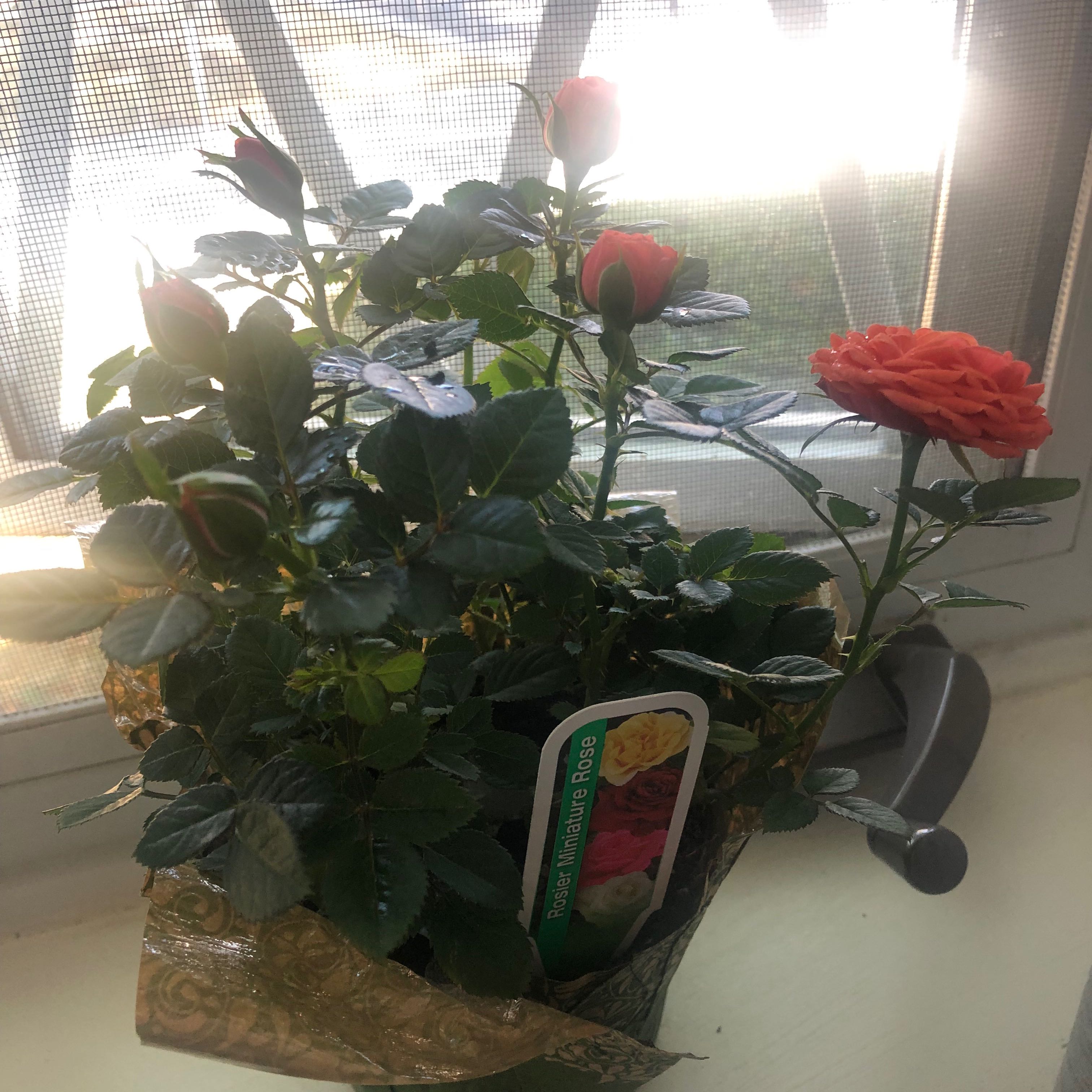 Beach Rose plant with vibrant green leaves and blooming red flowers placed near a window.