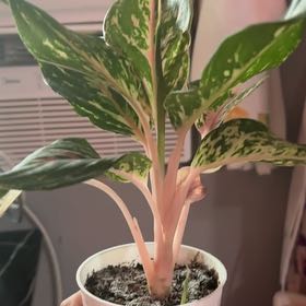 Photo of the plant species Pink Chinese Evergreen by @VipCat named Dolores on Greg, the plant care app