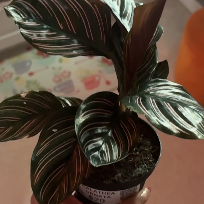 Photo of the plant species calathea ornata by @VipCat named Orlando Bloom on Greg, the plant care app